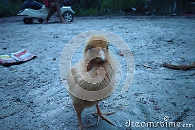 Baby of hen is standing alone Stock Photo