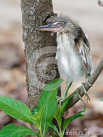 Baby heron bird sitting on tree branch after fell off from nest on top of a tree Stock Photo