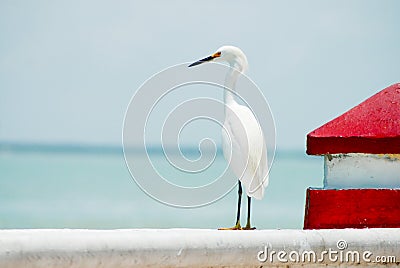 White plumage heron standing facing the ocean Stock Photo