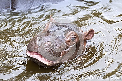 Baby hippo Stock Photo