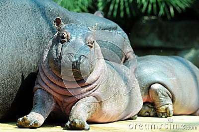 Baby hippo Stock Photo