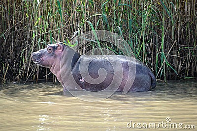 Baby hippo at the Isimangaliso wetland park, South Africa Stock Photo