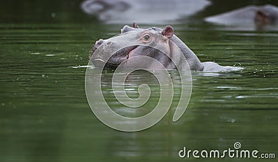 Baby Hippo in water Stock Photo