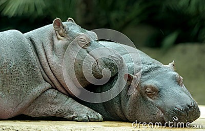 Baby Hippos Stock Photo