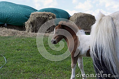 A baby horse at the farm Stock Photo