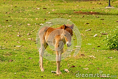 Baby horse in green grass Stock Photo