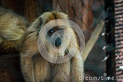 Baby howler monkey sitting in an enclosure at the zoo in Grand Rapids Michigan Editorial Stock Photo