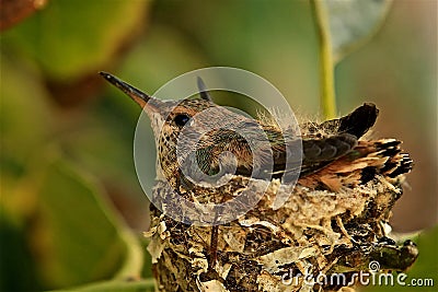 Baby hummingbird nest Stock Photo