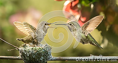 Baby hummingbird open mouth for food from mother Stock Photo