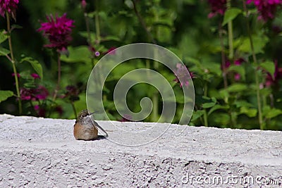 Baby hummingbird. Cute baby hummingbird resting on white stucco wall, Stock Photo