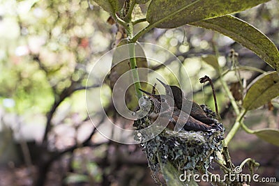 Baby Hummingbirds Nesting Stock Photo