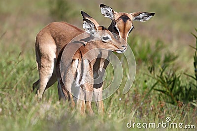 Baby Impala Antelope Kiss Stock Photo