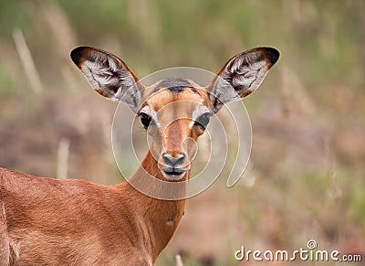 Baby impala looking alert Stock Photo