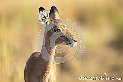 Baby impala looking alert to avoid predators Stock Photo