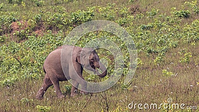 Baby Indian Elephant Stock Photo