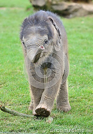 Baby Indian Elephant Stock Photo