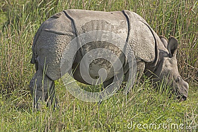 Baby Indian Rhino in the Grassland Stock Photo