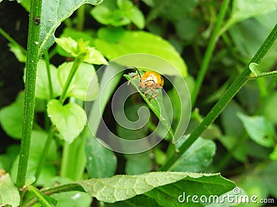 Baby Insect Stock Photo