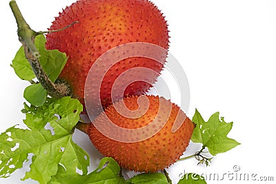 Baby Jackfruit Stock Photo