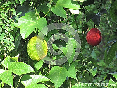 Baby jackfruit Momordica cochinchinensis or Gac fruit is very Stock Photo