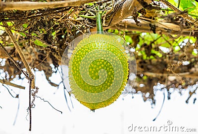 Baby Jackfruit Spiny Bitter Gourd,Sweet Gourd,Cochinchin Gourd,Gac fruit on tree roof Stock Photo