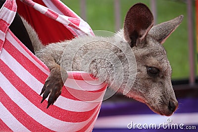 Baby Kangaroo Stock Photo