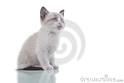 Baby Kitten Stock Photo