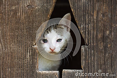 Baby Kitty Cat Portrait Stock Photo