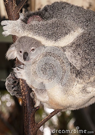 Baby Koala Bear Stock Photo