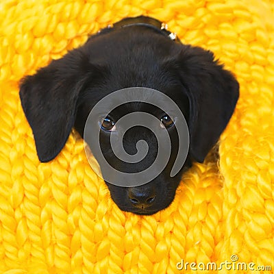 Baby Labrador Retriever dog wrapped in a yellow warm knitted blanket Stock Photo