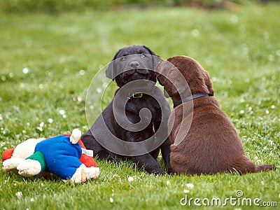 Baby Labrador Retrievers playing together Stock Photo