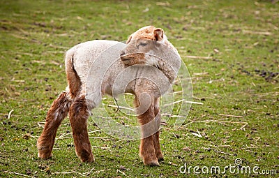 Baby lamb Stock Photo