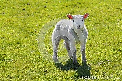 Baby lamb Stock Photo