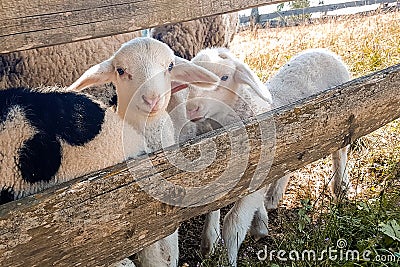 Baby lambs in the field Stock Photo