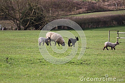 Baby lamb spring weather in England Stock Photo