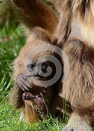 Baby Lar Gibbon Stock Photo