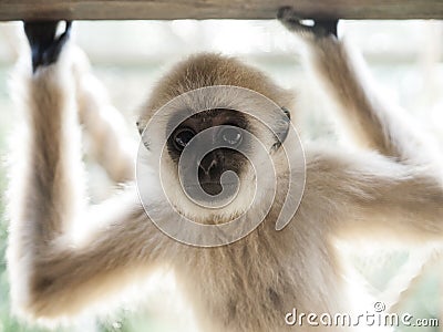 A baby lar gibbon with his hands up is looking at camera. Stock Photo