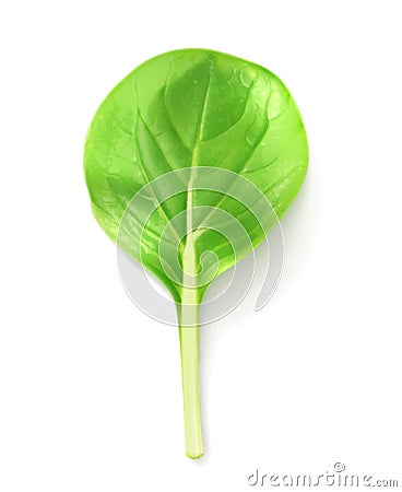 Baby leaf salad Vector Illustration