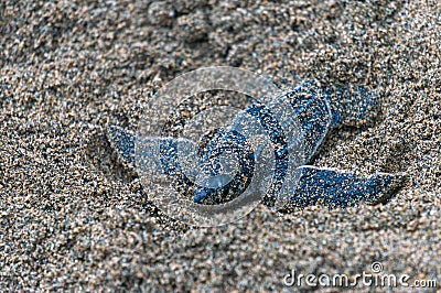Baby leatherback crawling on sand Stock Photo