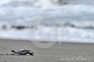 Baby leatherback sea turtle Dermochelys coriacea running to the sea. Stock Photo