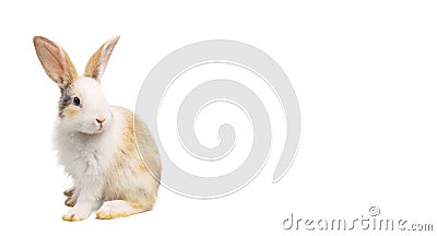 Baby light brown and white spotted rabbit or bunny with long ears standing isolated on white background Stock Photo