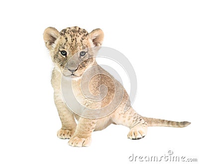 Baby lion isolated on white background Stock Photo