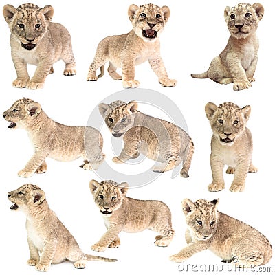 Baby lion (panthera leo) isolated Stock Photo