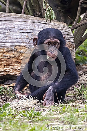 Little baby chimpanzee primate, Pan troglodytes Stock Photo