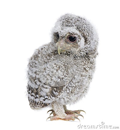 Baby Little Owl in front of a white background Stock Photo