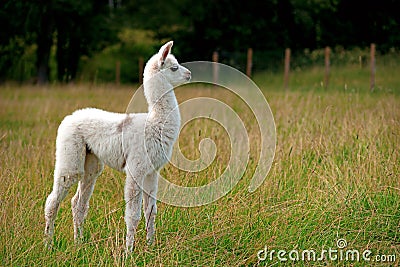 Baby llama Stock Photo