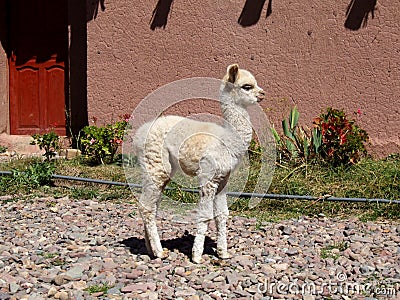 Baby llama Stock Photo