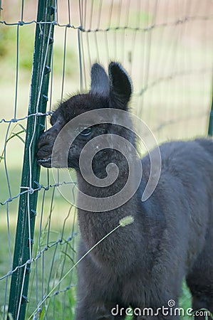 Baby Llama only a week old Stock Photo