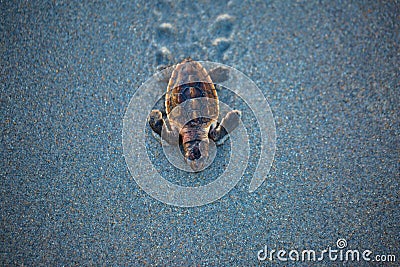 Baby loggerhead sea turtle moving through the sand Stock Photo