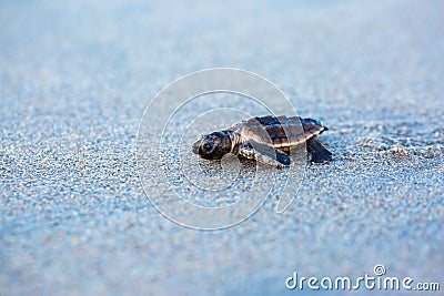 Baby loggerhead sea turtle moving through the sand Stock Photo